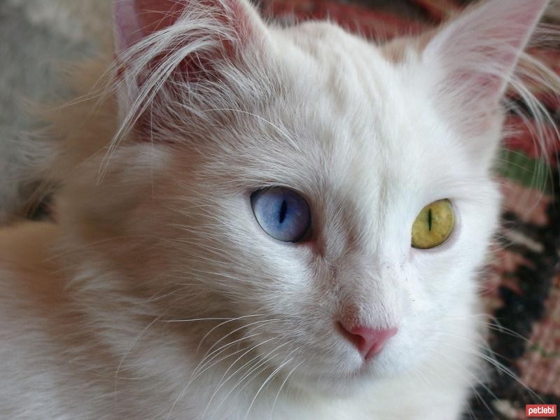 Turkish Van Cat, Is it sweet ? — Steemit