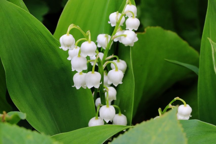 lily-of-the-valley-2312571_960_720-854x569.jpg