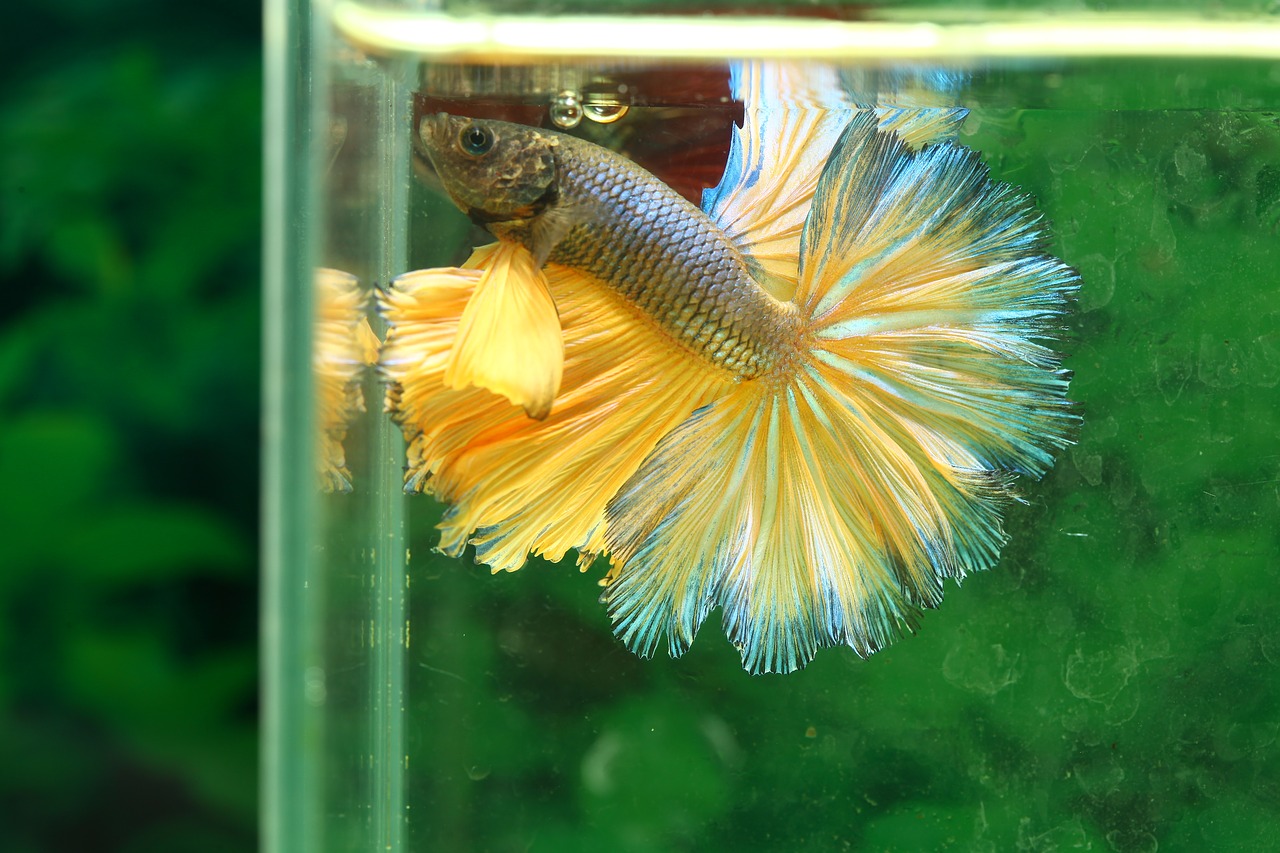 betta-2446693_1280.jpg