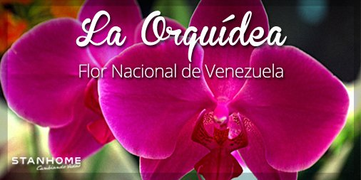 Flor La Orquidea Significado En Venezuela Steemit