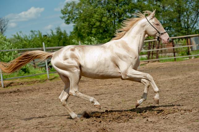 horse-Akhal-teke.jpg