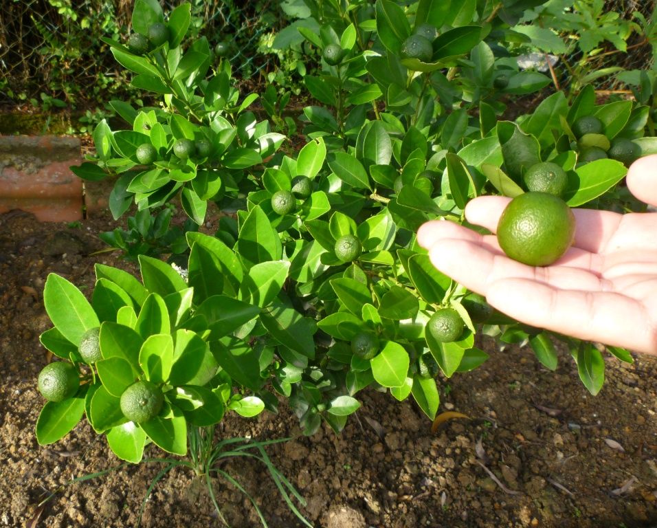 calamansitree2.jpg