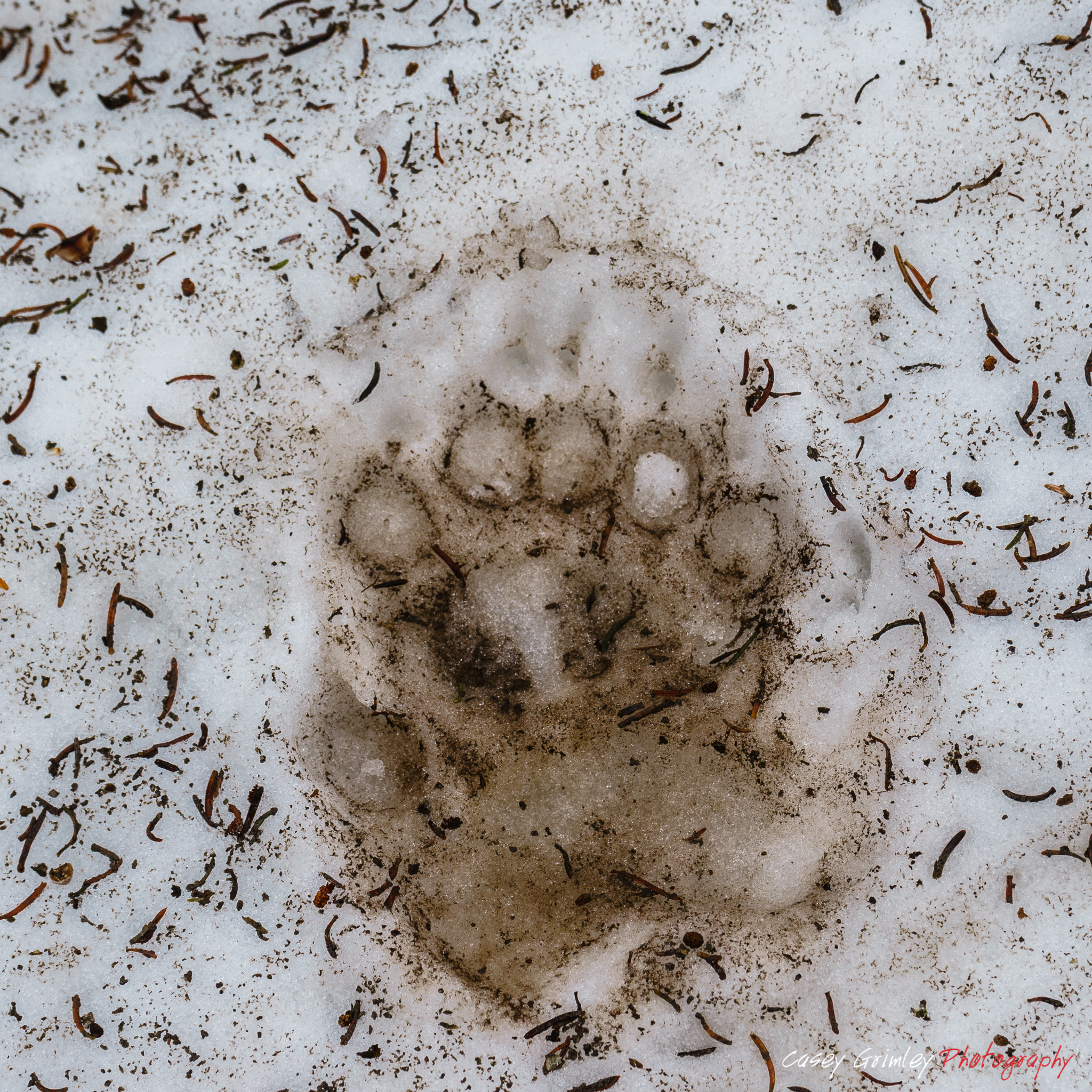 Tetons-20150620-645.jpg