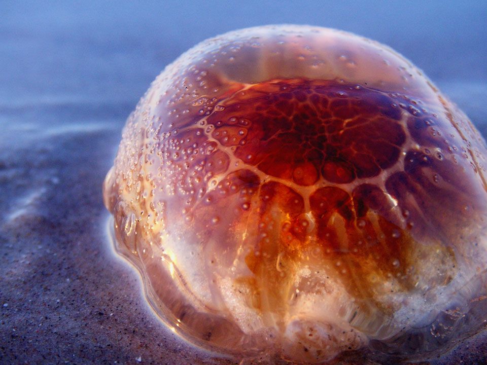 jellyfish_2_by_arbelwen.jpg