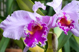 pair_of_cattleya_purple_orchids_pot_garden_flowers_cg1p91933374c_th.jpg