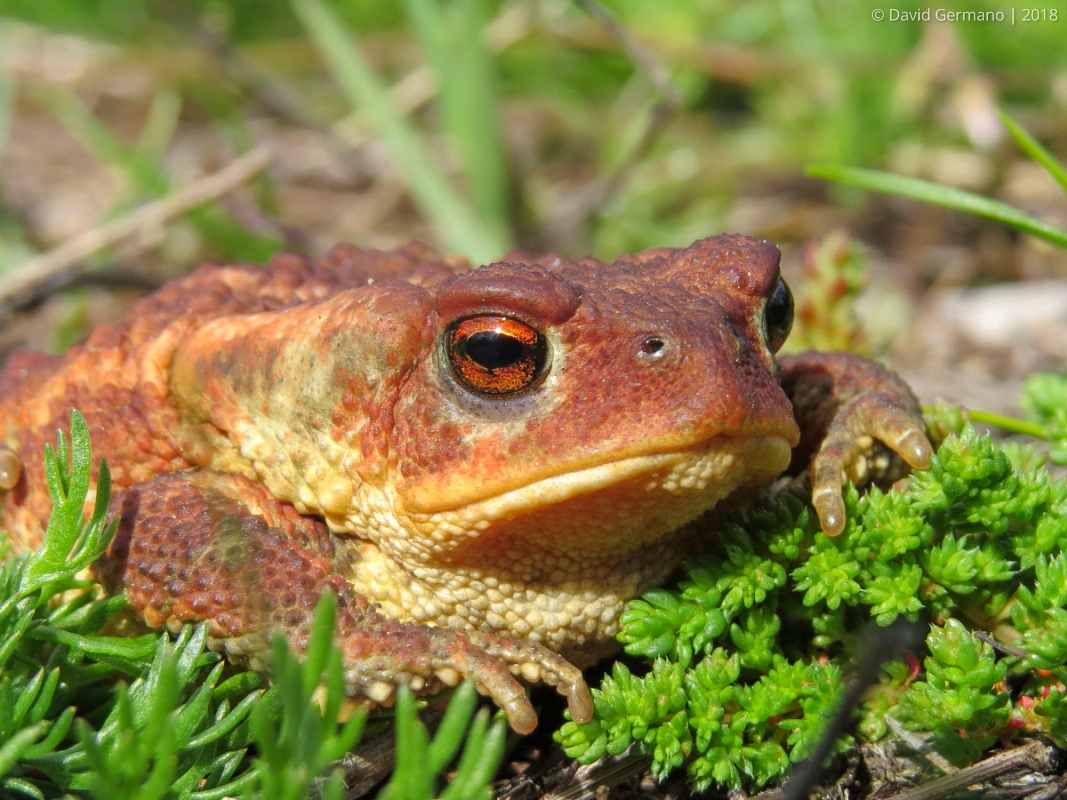 Bufo spinosus (3 ass.).jpg