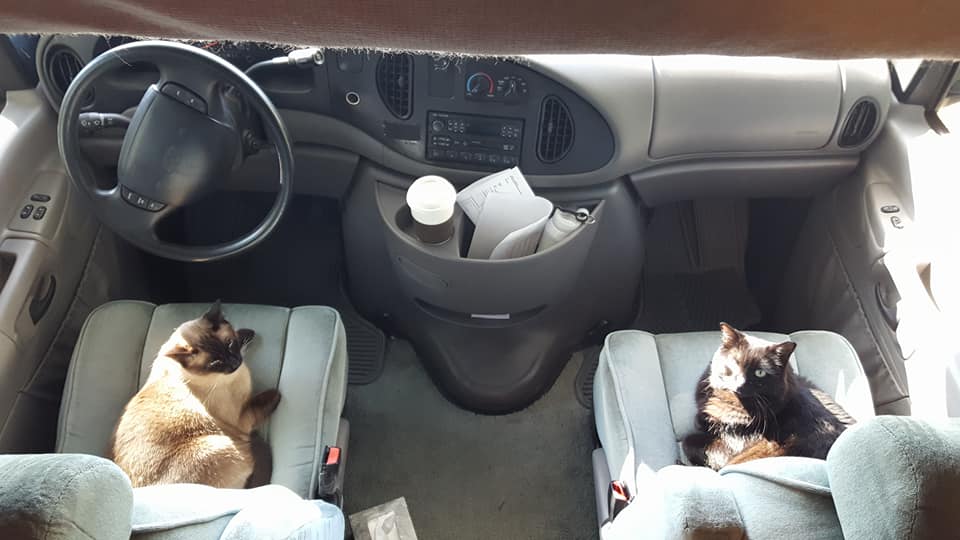 cat-mh.jpg