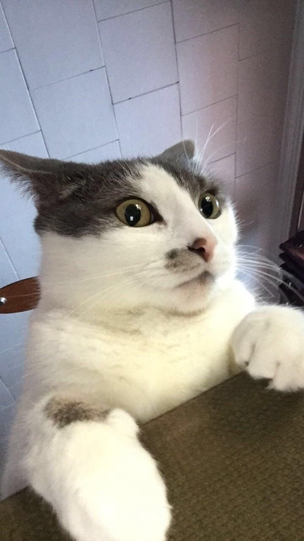 cat.jpg