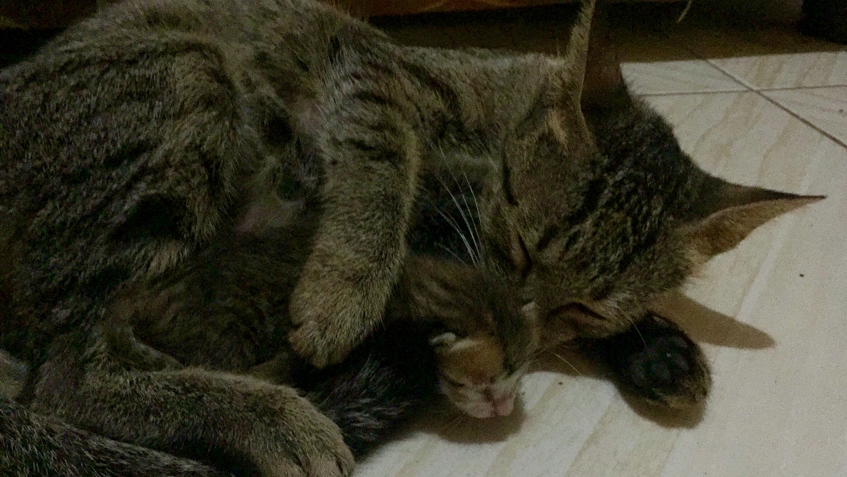 My Christmas Miracle Lost Kitten Back Together With Its