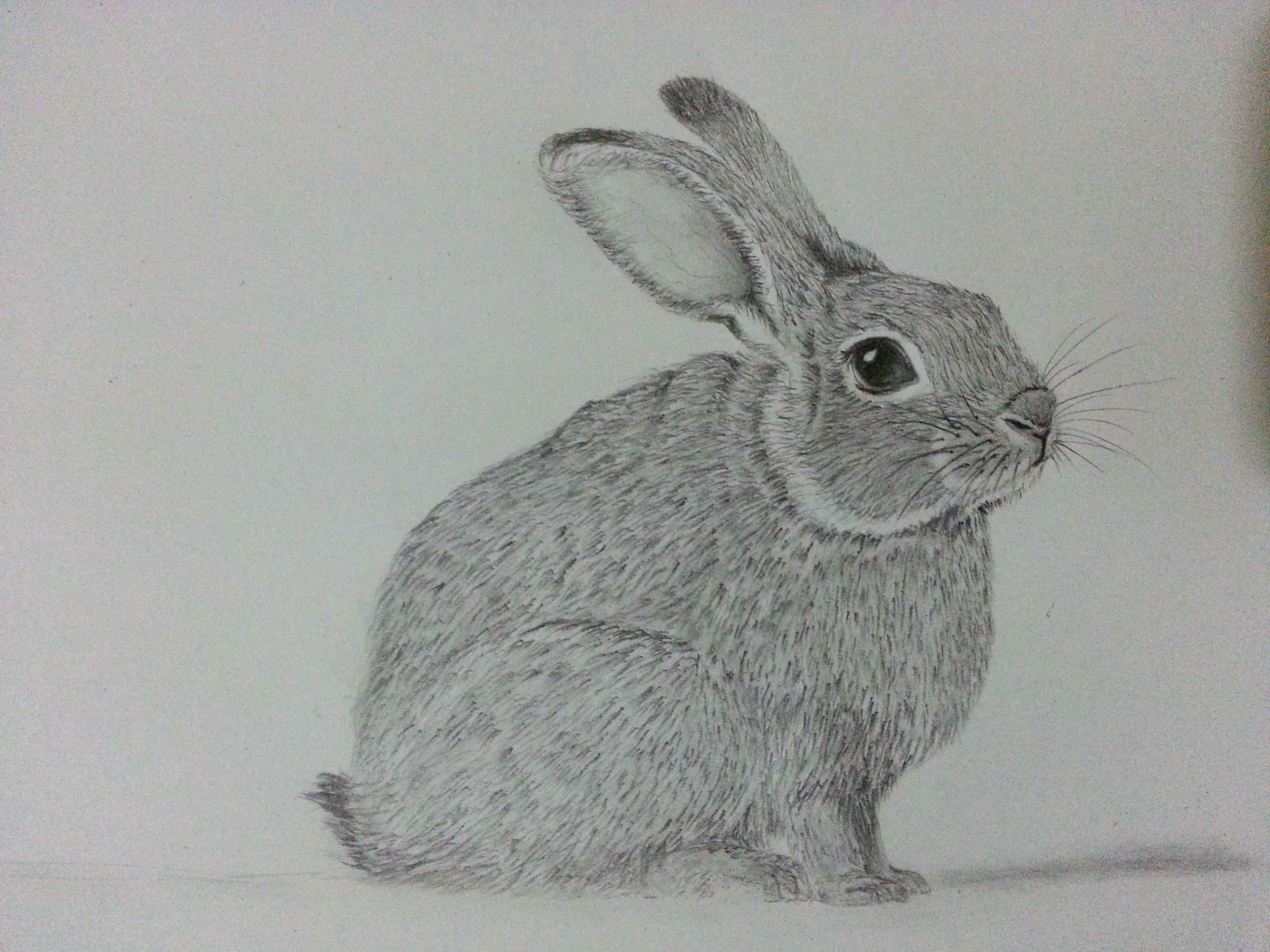 A pencil sketch drawing of a large size rabbit, full white body, left to  right angle, black and white, no colouring, children's colouring book on  Craiyon