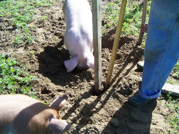 5.Piggy Dripper help4 crop June 2014.jpg
