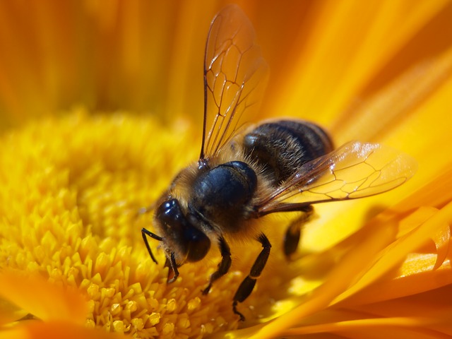 bee-627558_640.jpg