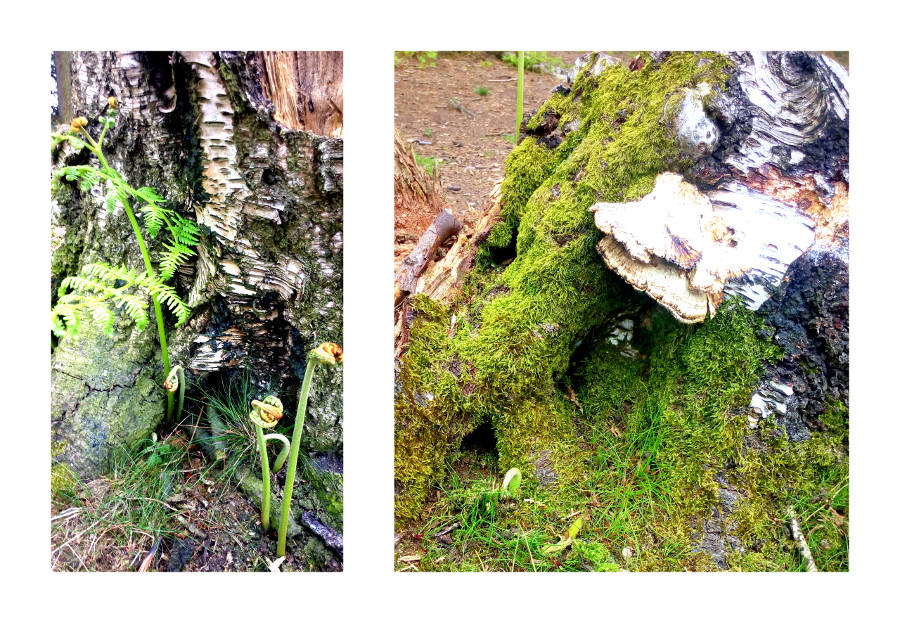 tree stumps.jpg