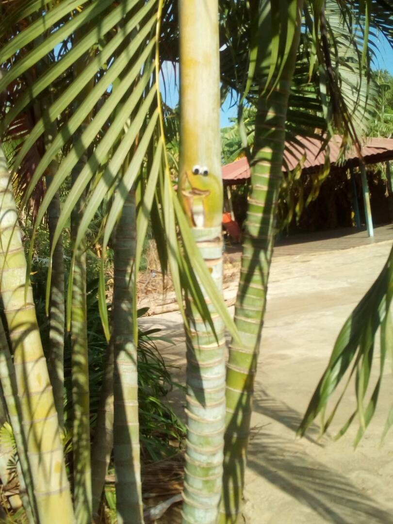 palmera 3.JPG