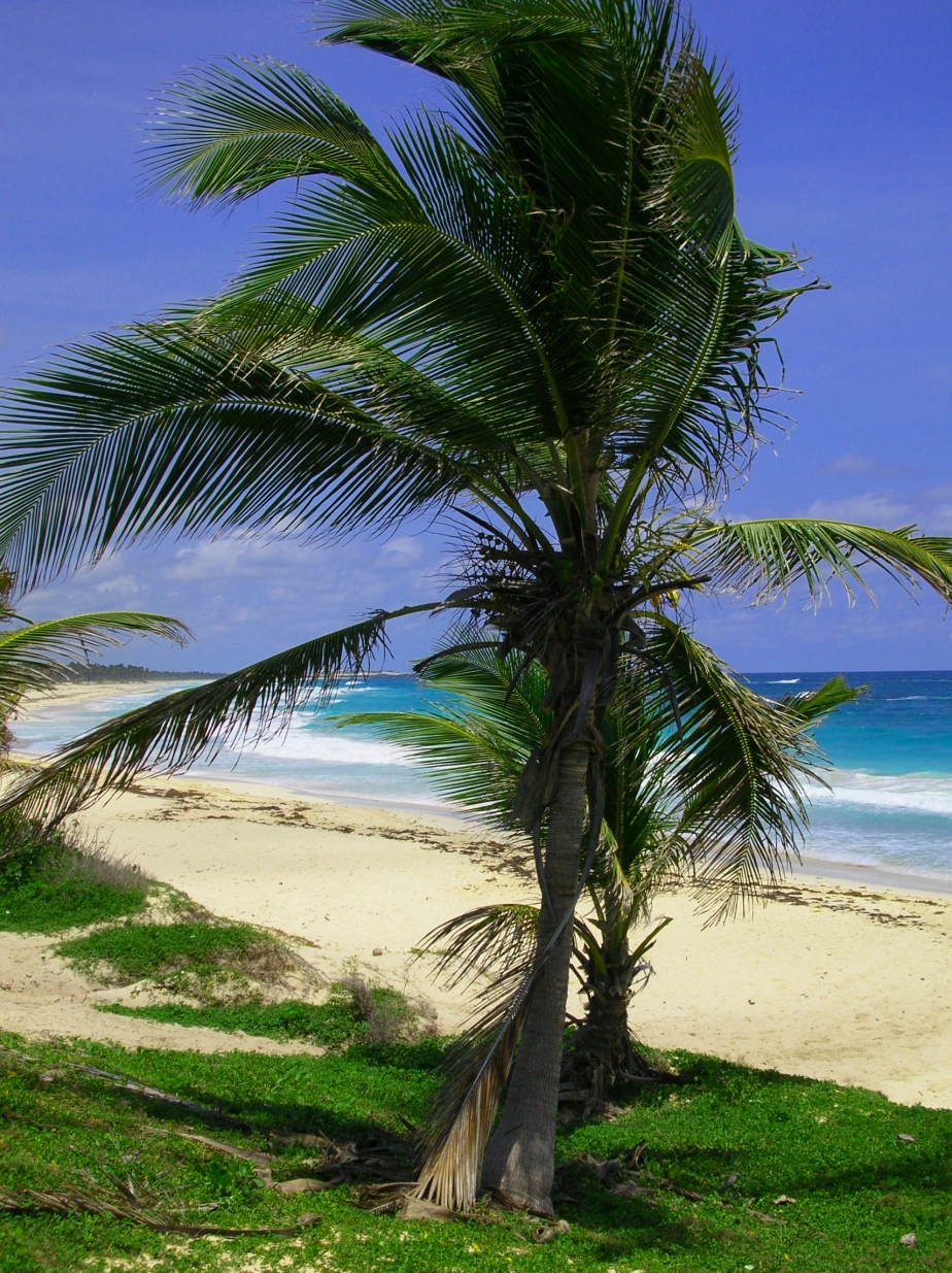 DOMREP BEACH .JPG