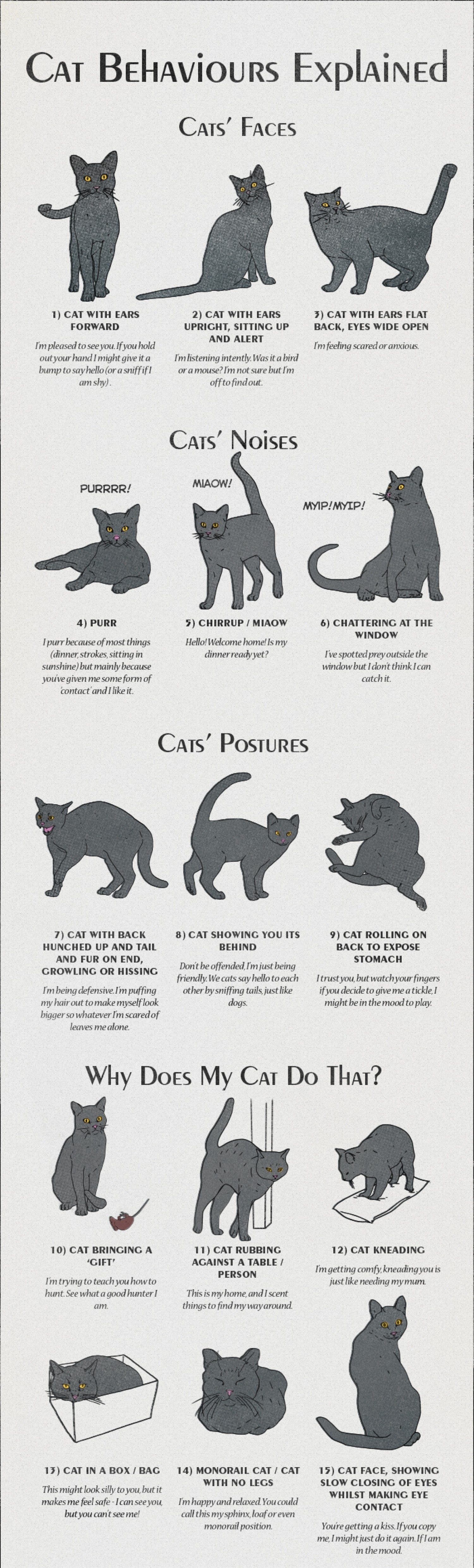 cat-behaviours-explained_54379f8f5d33f_w1500.jpg