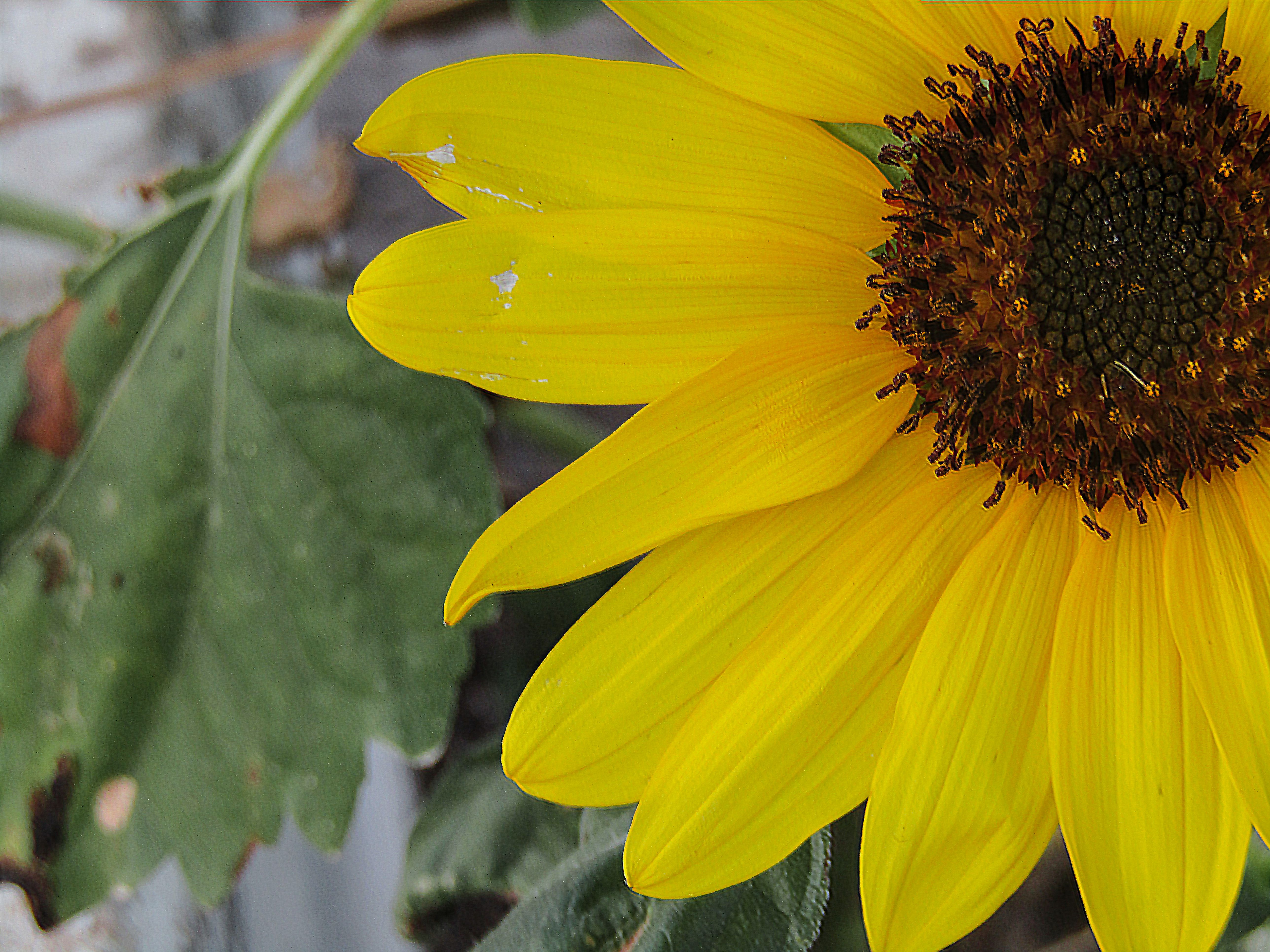 Girasoles1.jpg