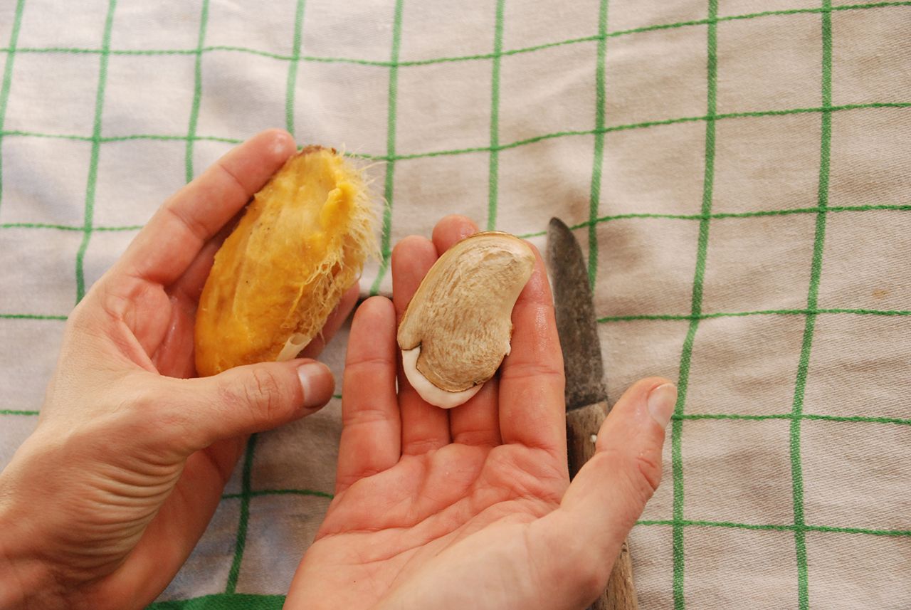 Plantar hueso de mango