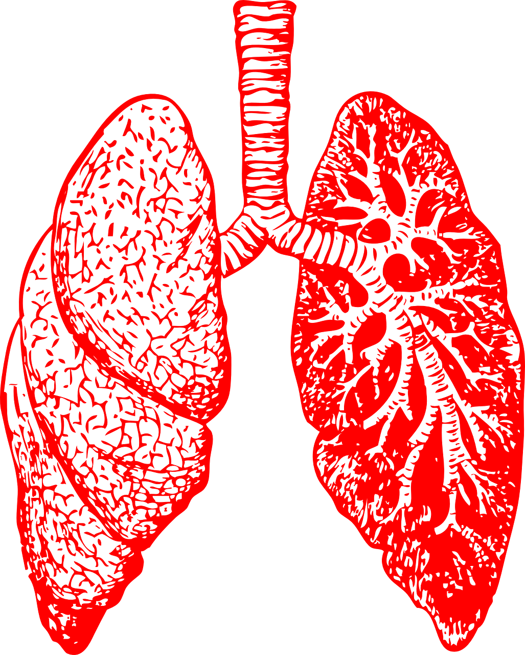 lungs-297492_1280.png