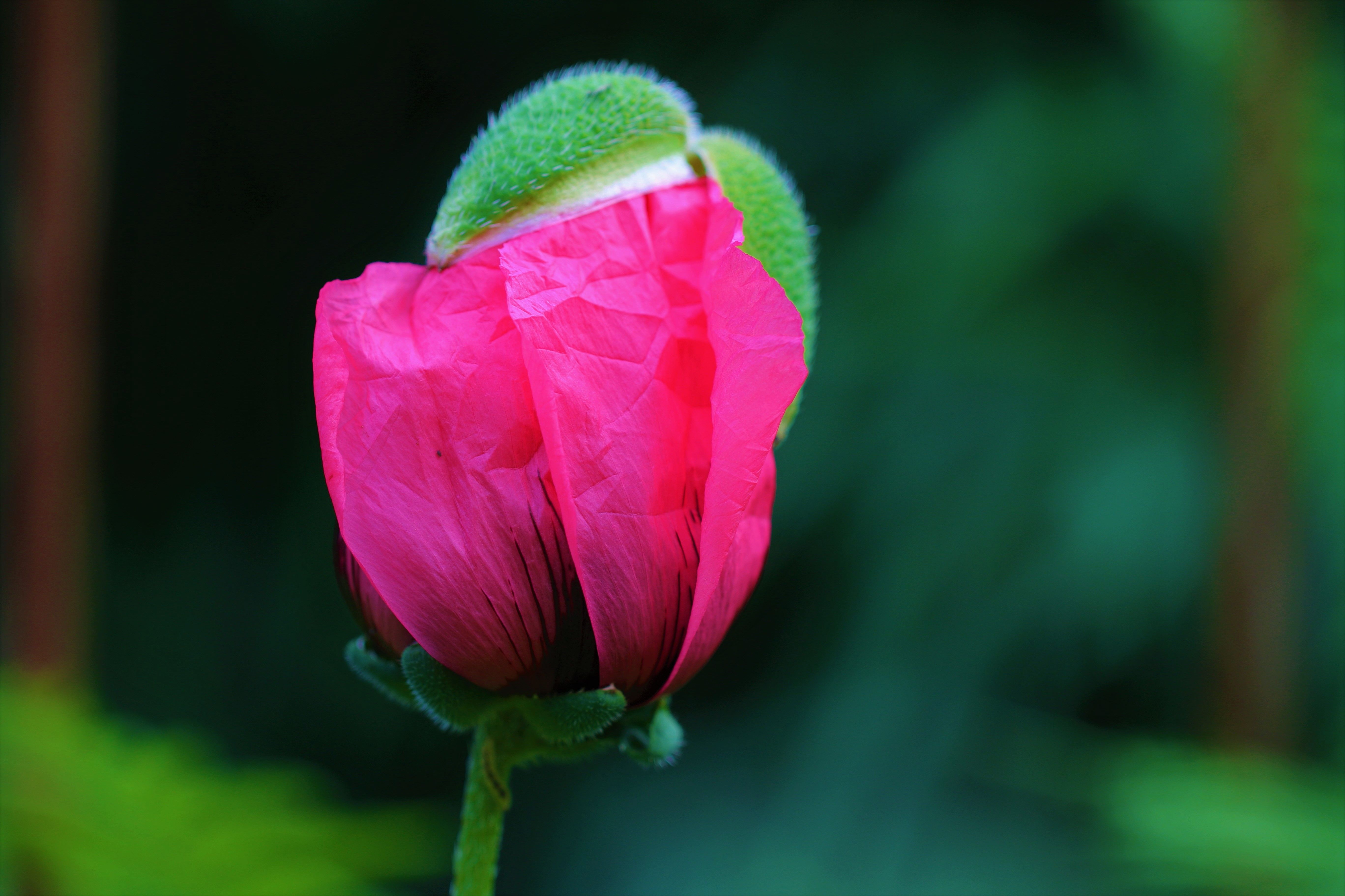 Mohn (2).JPG