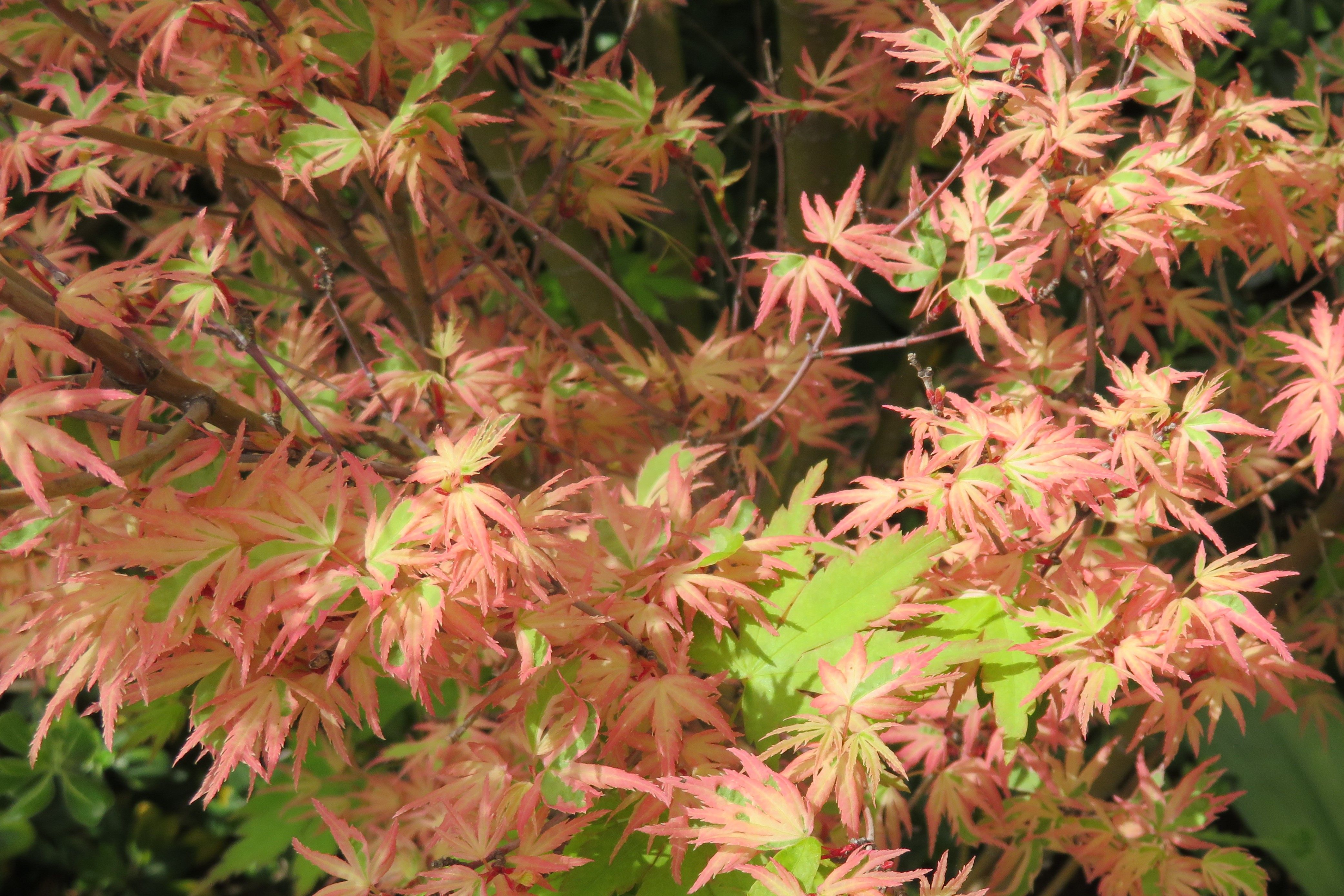 JapaneseMaple3 (3).JPG