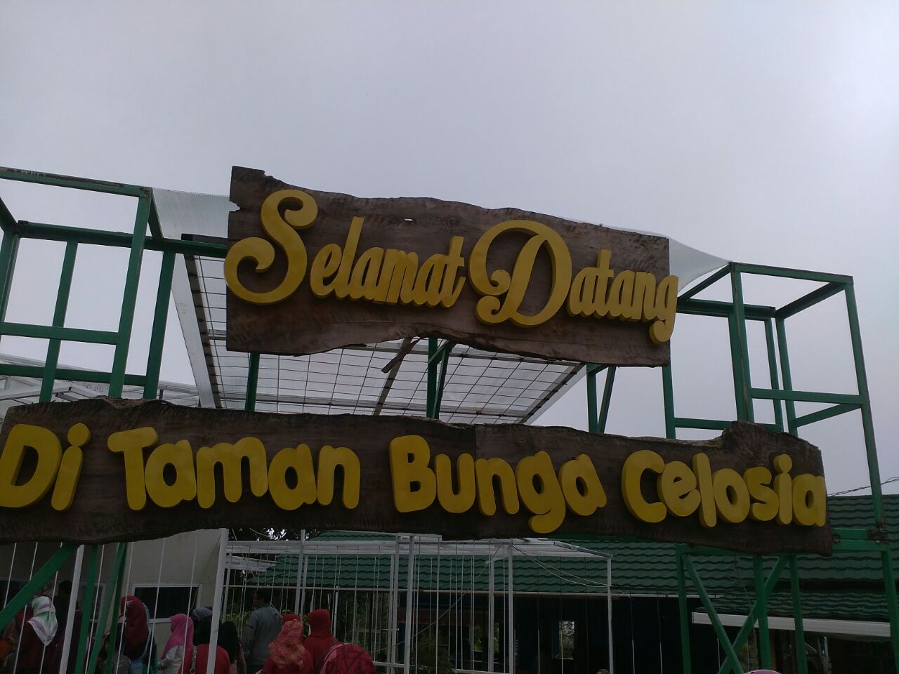 Mengintip Pesona Taman Bunga Celosia Bandungan Kabupaten