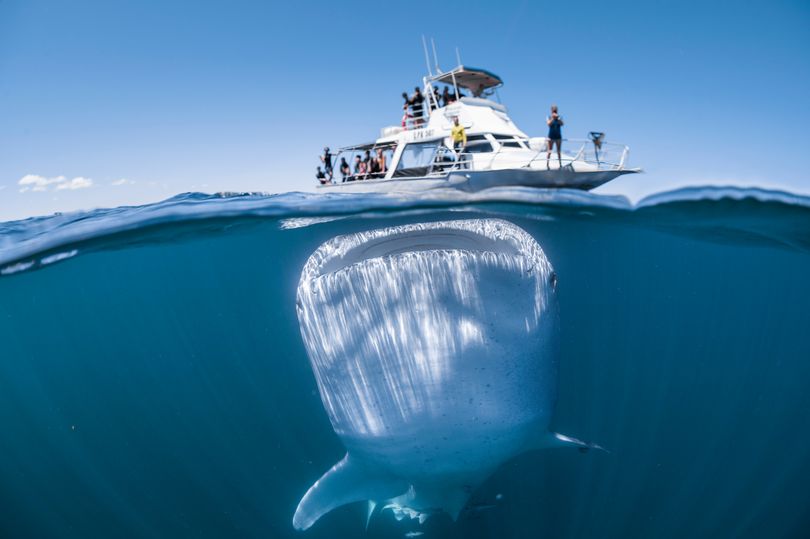 SWNS_WHALESHARK_BOAT_011.jpg