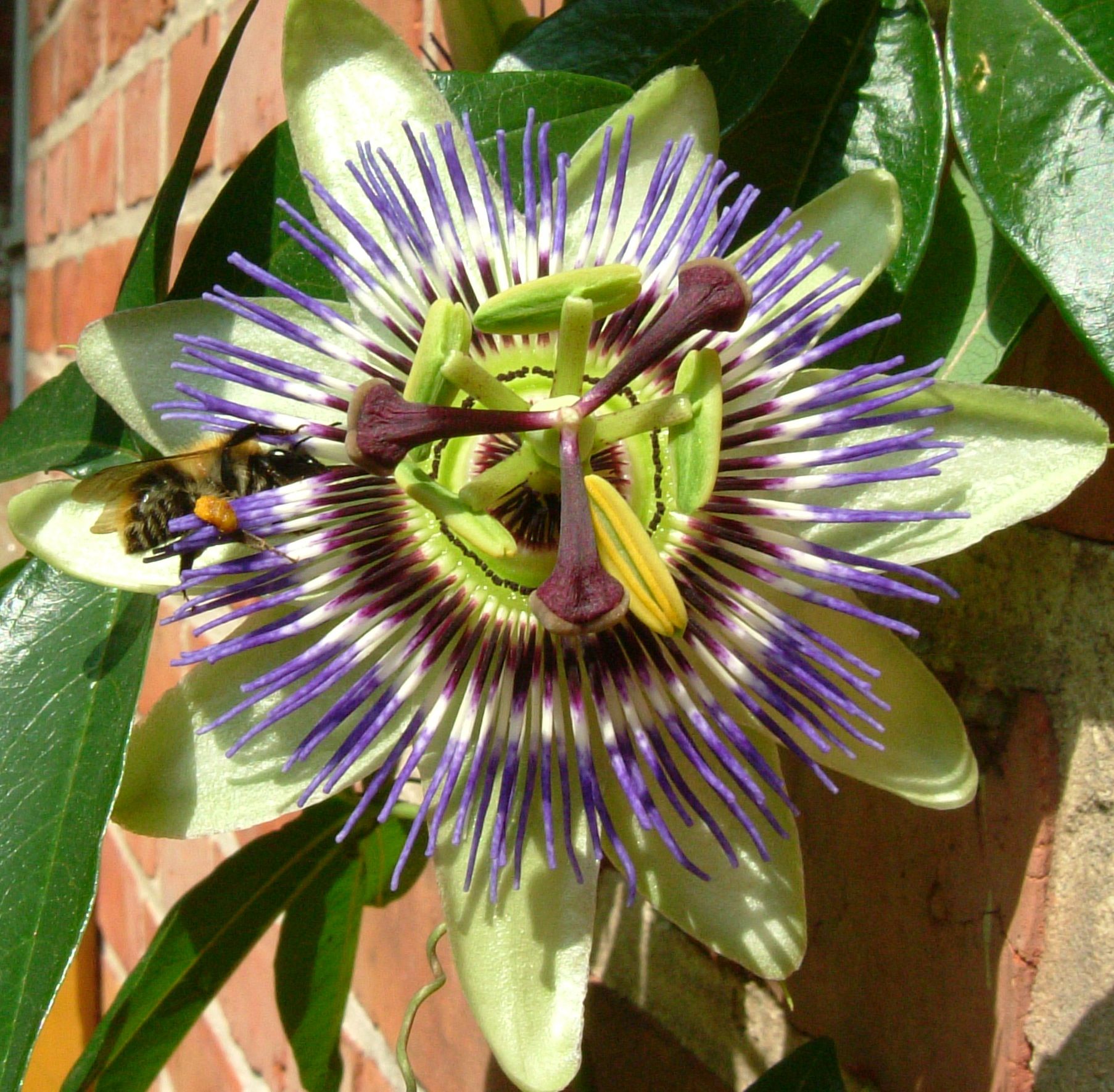 Passionflower with bee 2.jpg