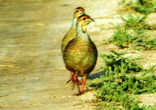 Grey-Francolin-Teetar.jpg