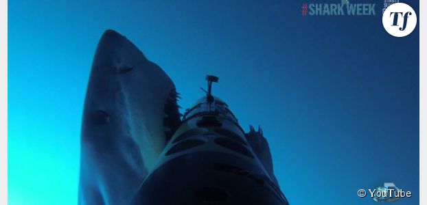 216447-google-va-proteger-ses-cables-sous-marins-face-aux-attaques-de-requins-622x0-1.jpg