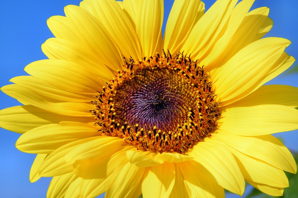 sun-flower-179010_960_720.jpg