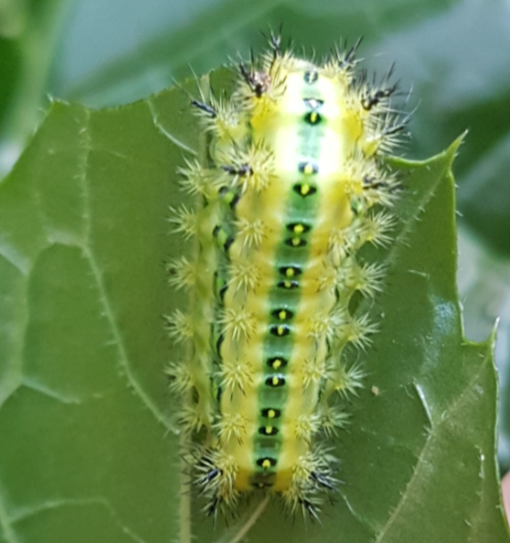 Stinging Slug Caterpillars from South Africa: Latoia vivida - Prickly  Little Critter — Steemit