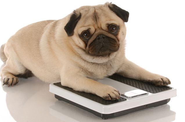 fat-dogs-obesity.jpg