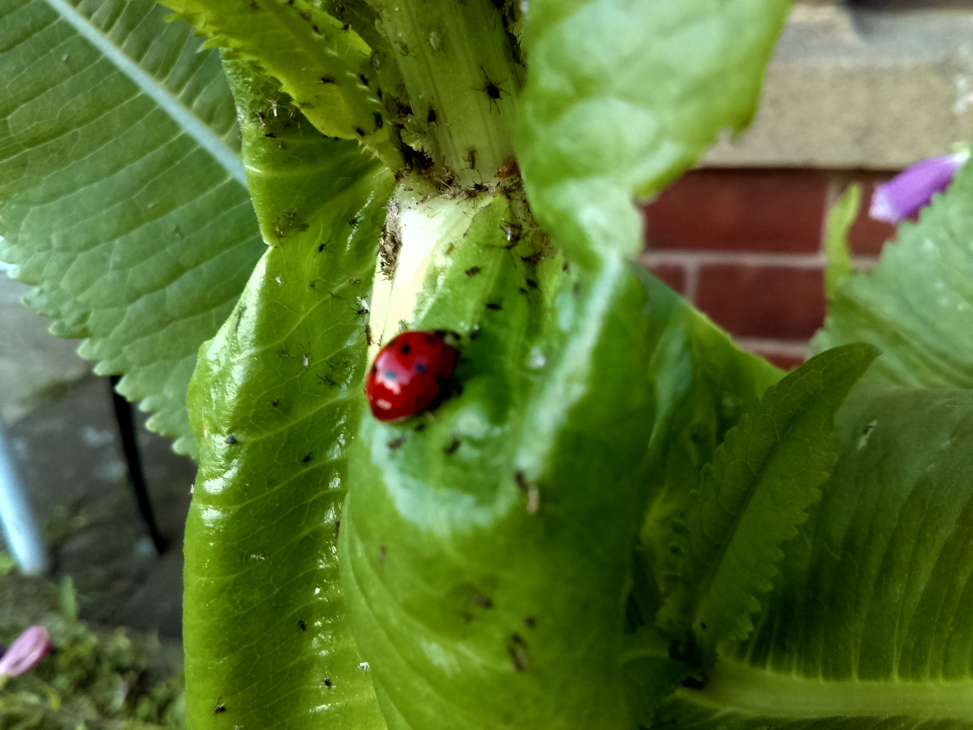 IMAG0519.jpg