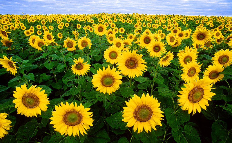 sunflower.jpg