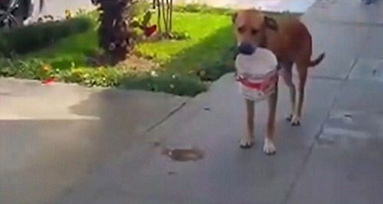 perro-suplica-por-agua-cargando-su-propio-balde-en-medio-al-caos-por-aludes-huaycos-en-peru-video-viral B.jpg