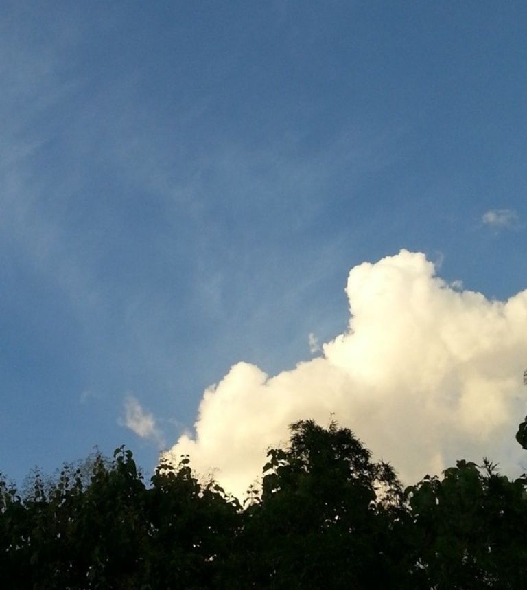 sky and tree16.jpg