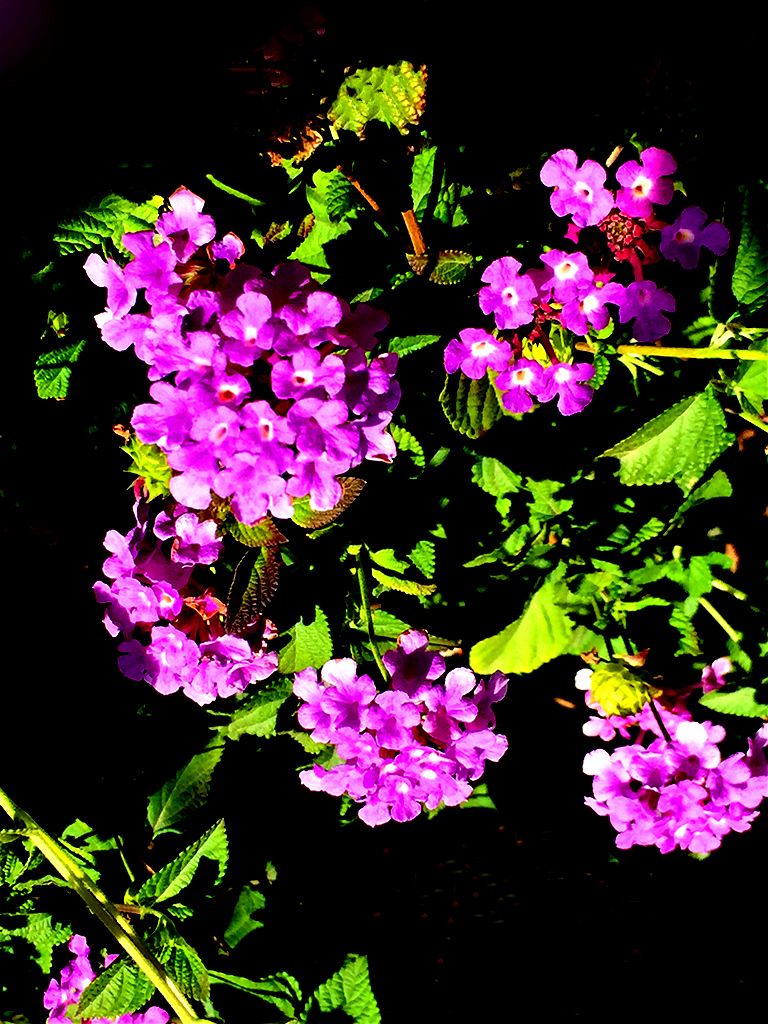 Цветы фиол. 2.jpg