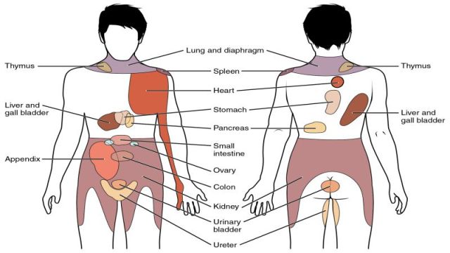 Theories-of-Referred-Pain-with-Examples.jpg