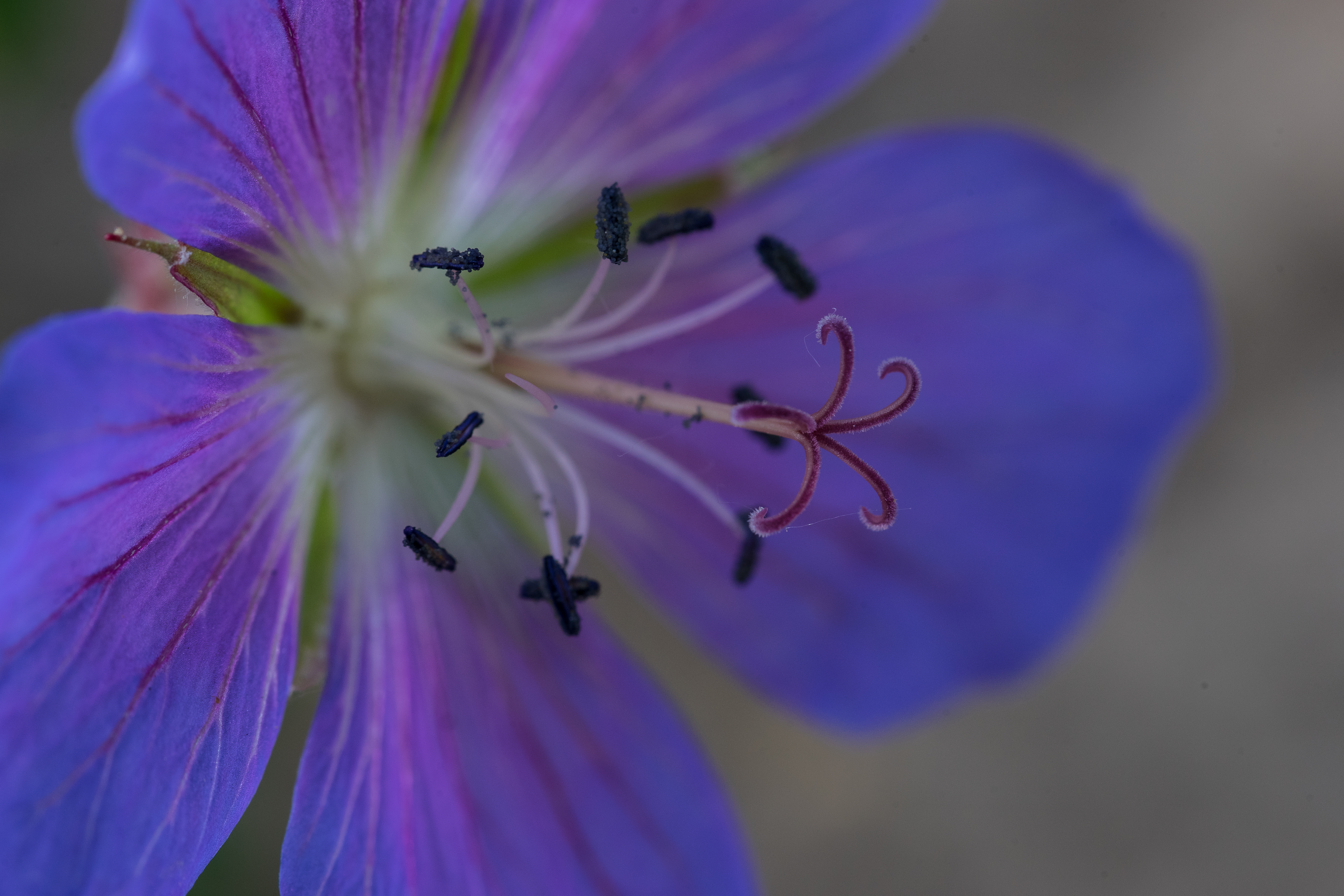 21-05-2018-geranium-05065.jpg