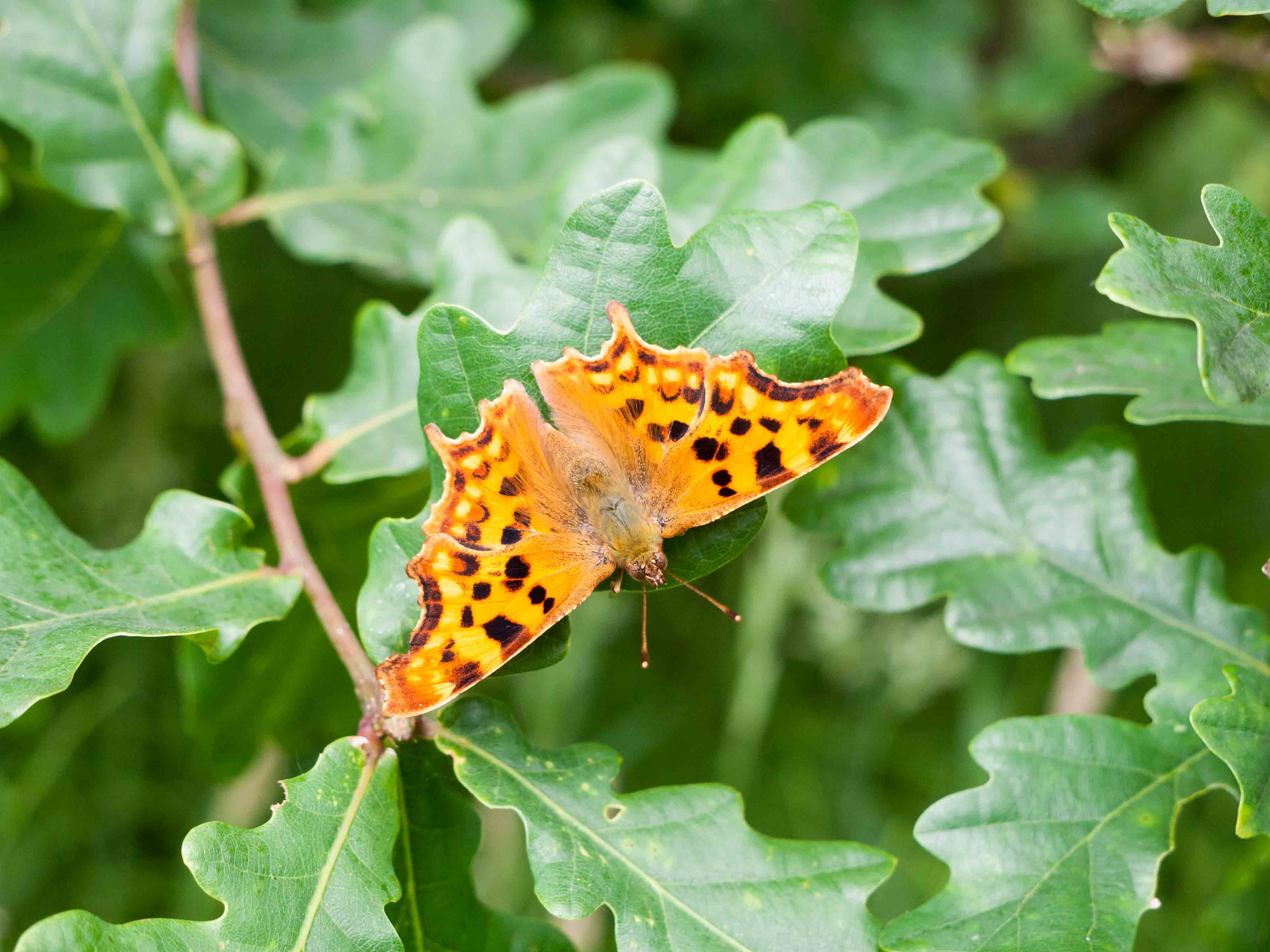 Polygonia c-album.jpg