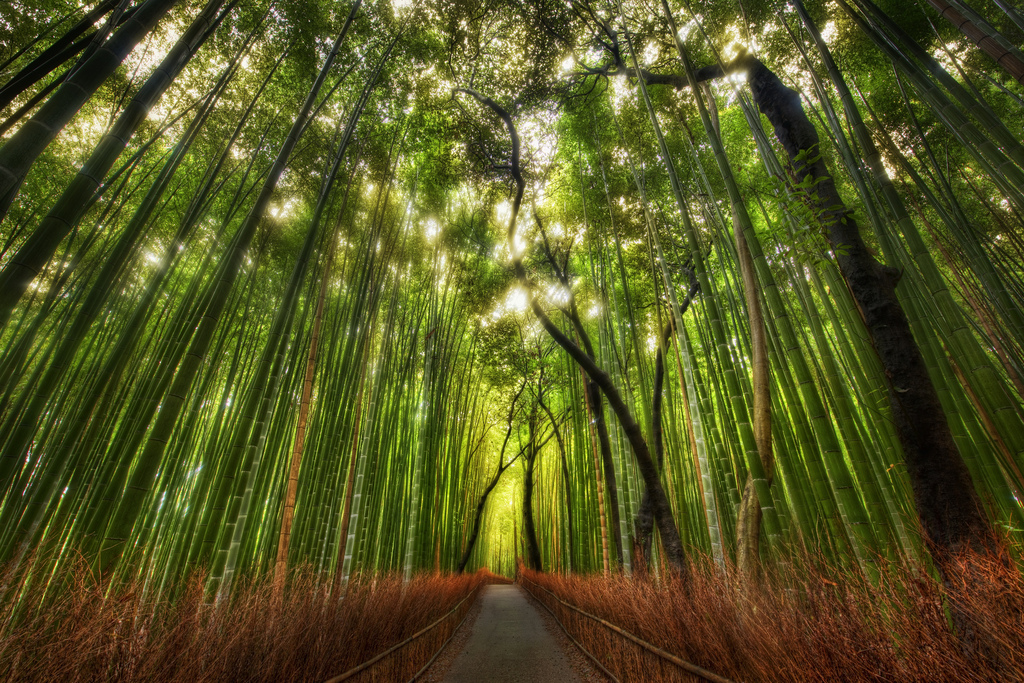 Bamboo-Forest-Japan..jpg