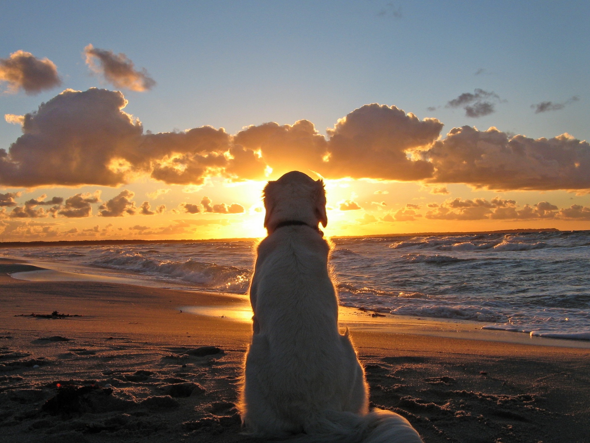 dog-watching-sunrise.jpg