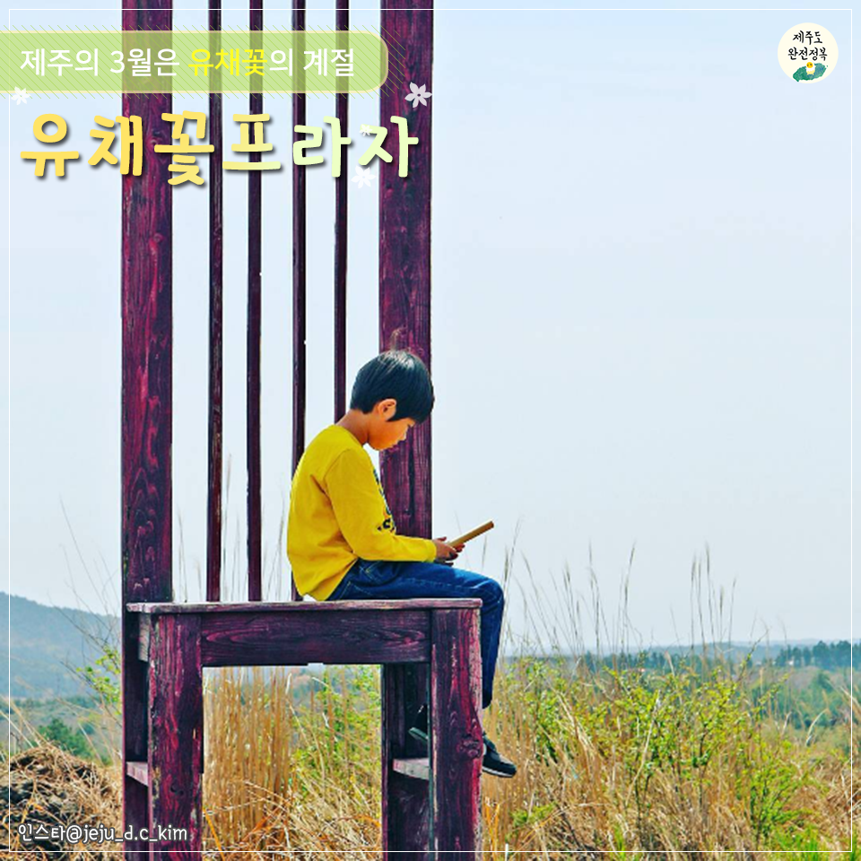 유채꽃명소-4.png