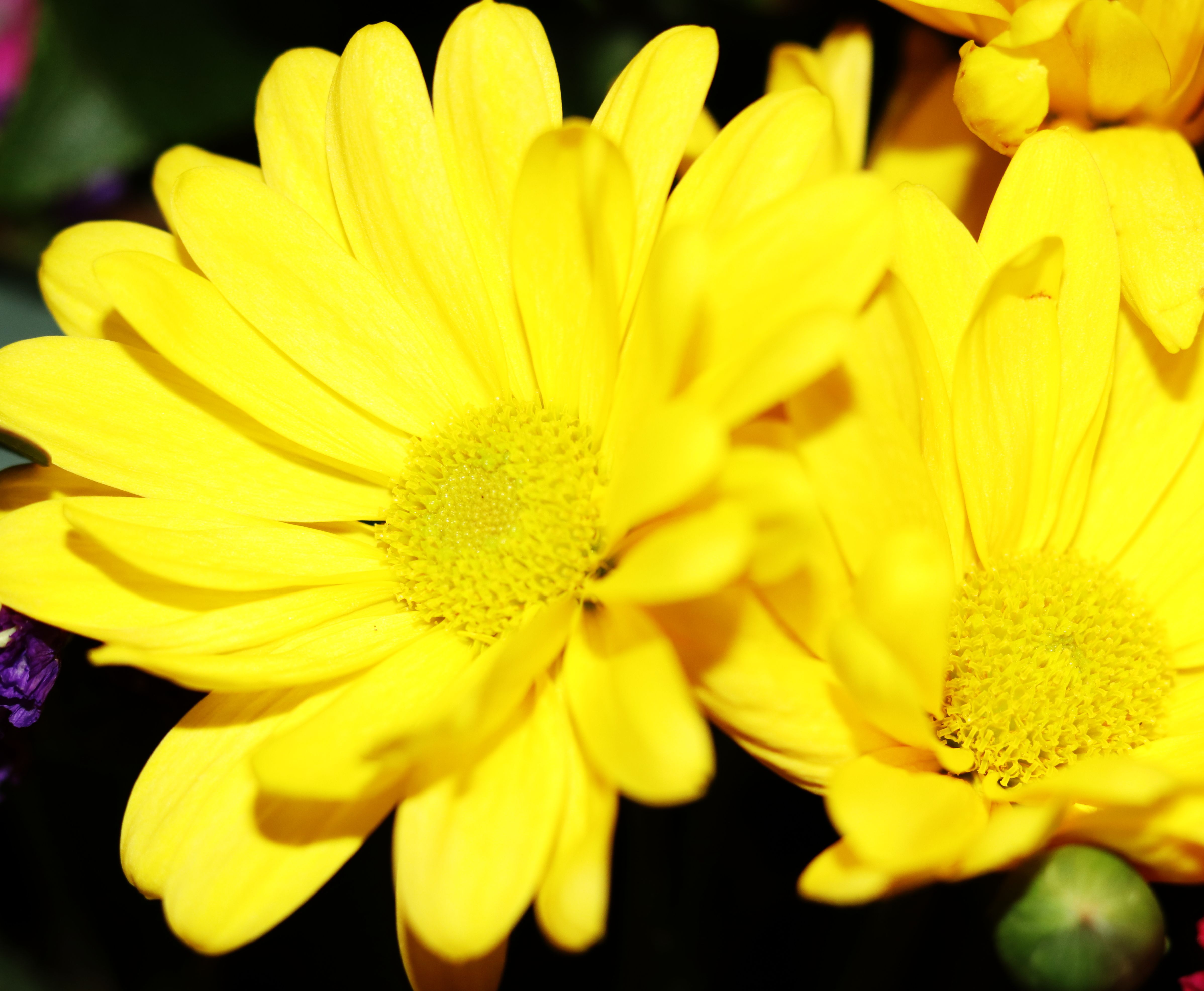 Yellow Daisys.JPG