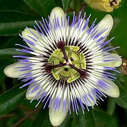 250px-Passion_Flower_Osaka.jpg