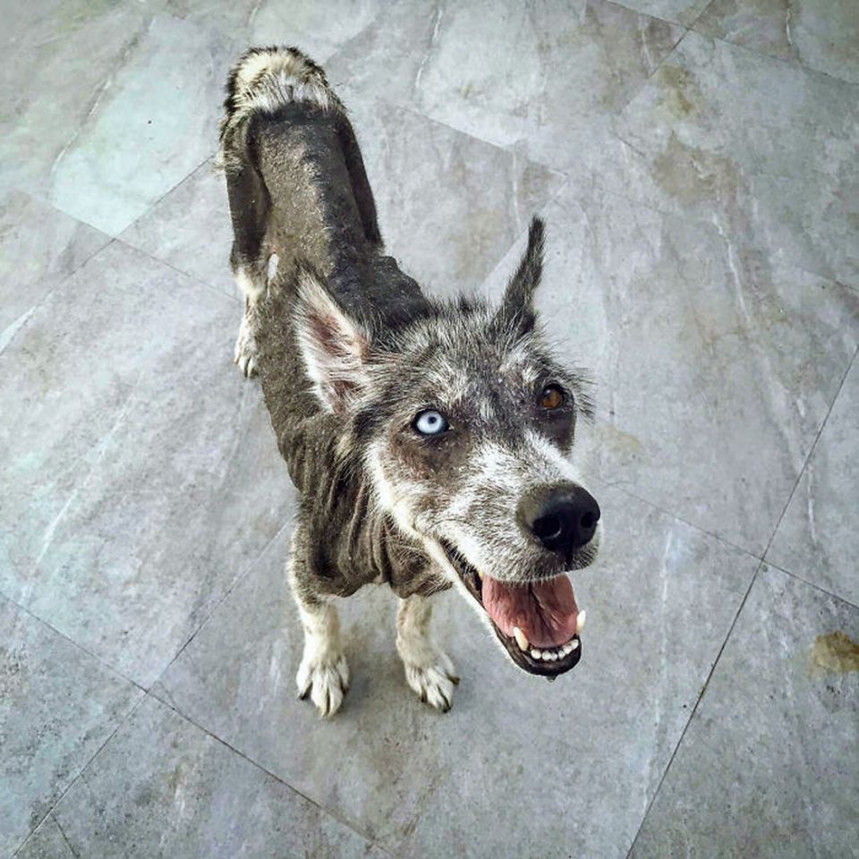 husky1.jpg