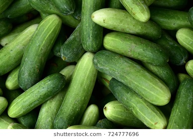 cucumber-background-harvest-many-cucumbers-260nw-724777696.jpg
