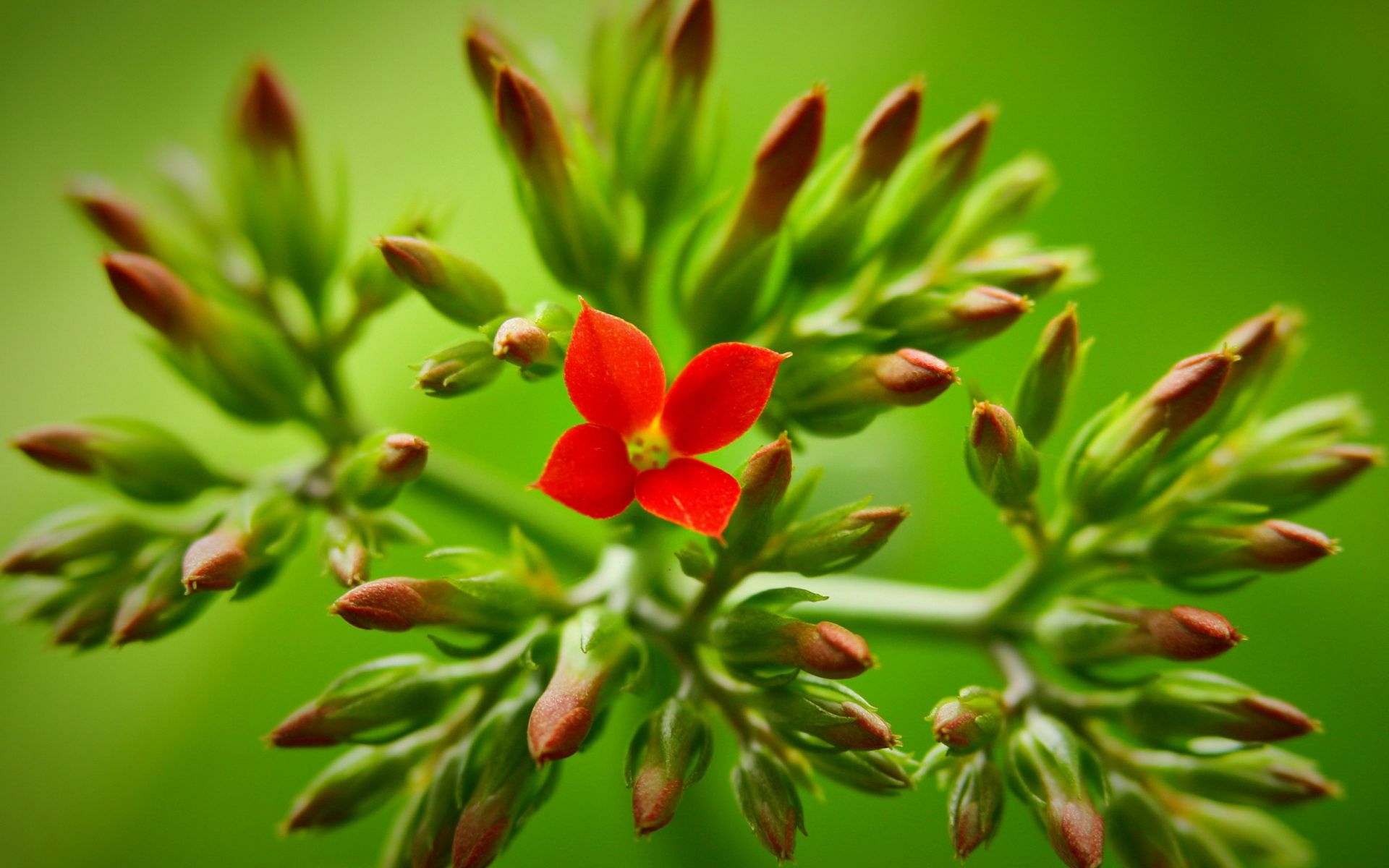 《飞鸟与夏花》每天一首自译飞鸟集（66/325） - Translate a poem form Stray Birds everyday