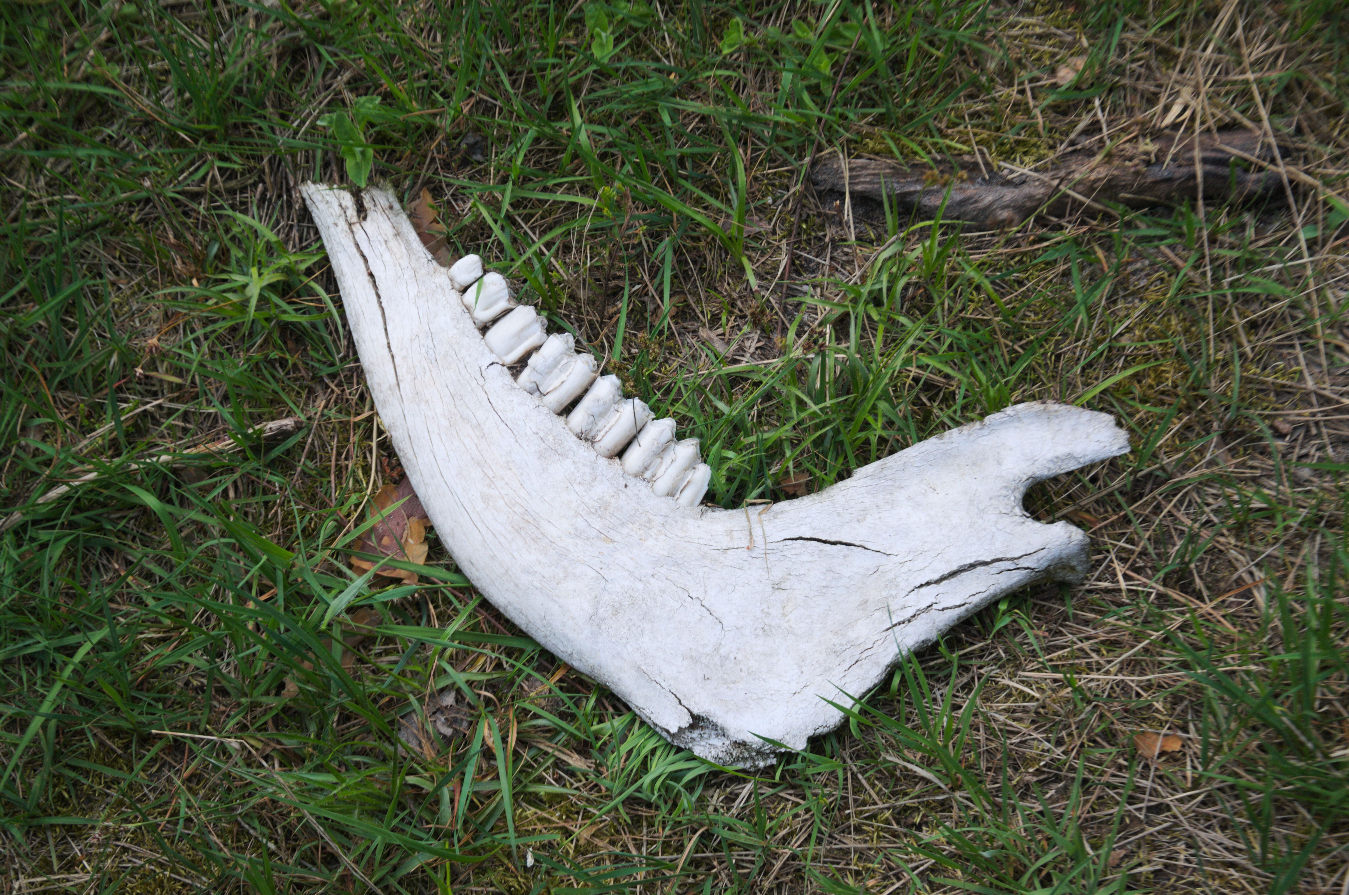 DSC_0596.jpg